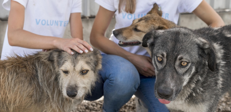 voluntarios